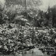 Inside the Gordonvale garden gazebo, 1935