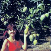 Promotional postcard for the Bowen mango 