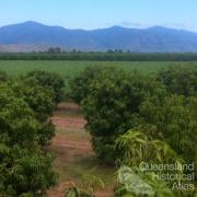 Mango plantation