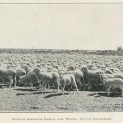 Sheep on Oondooroo Station, near Winton, 1915