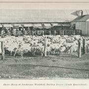 Shorn sheep at Jondaryan Woolshed, Darling Downs, 1915