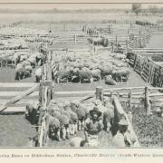 Dehorning rams on Biddenham Station, Charleville, 1915