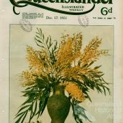 Bloom of the silky oak, The Queenslander, 17 December 1931