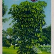 Queensland umbrella tree, Miami, 1913