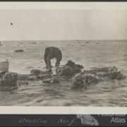 Collecting at Undine Reef, Low Isles, 1928