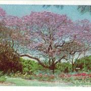 Jacaranda card, 1959