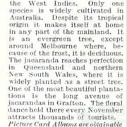 Jacaranda card, 1959