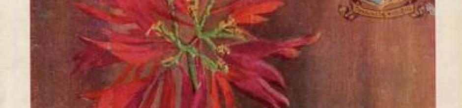 Brisbane's floral emblem, Poinsettia Pulcherrima, The Queenslander, 1930