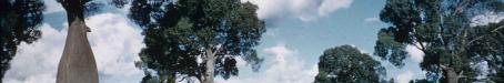 Bottle trees, Boondoomba, c1959