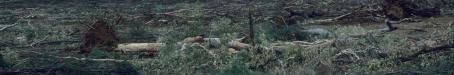 Clear-felled woodland, Injune district, 1986