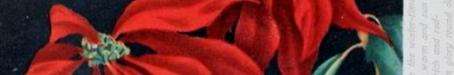 Poinsettia: a beautiful flower of California