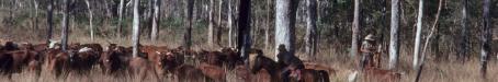 Cattle droving between Laura and 'The Twelve Mile' waterhole, 1982